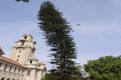 Araucaria excelsa
